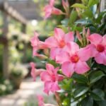 Dipladênia rosa florida crescendo junto a pilar de madeira em jardim residencial.