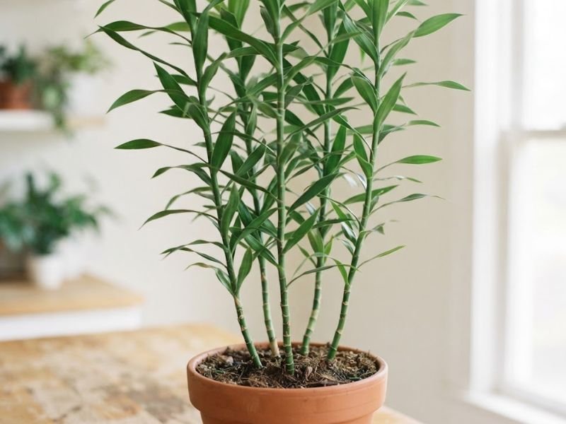 Dracaena sanderiana adulta crescendo naturalmente em vaso com folhas ao longo dos caules