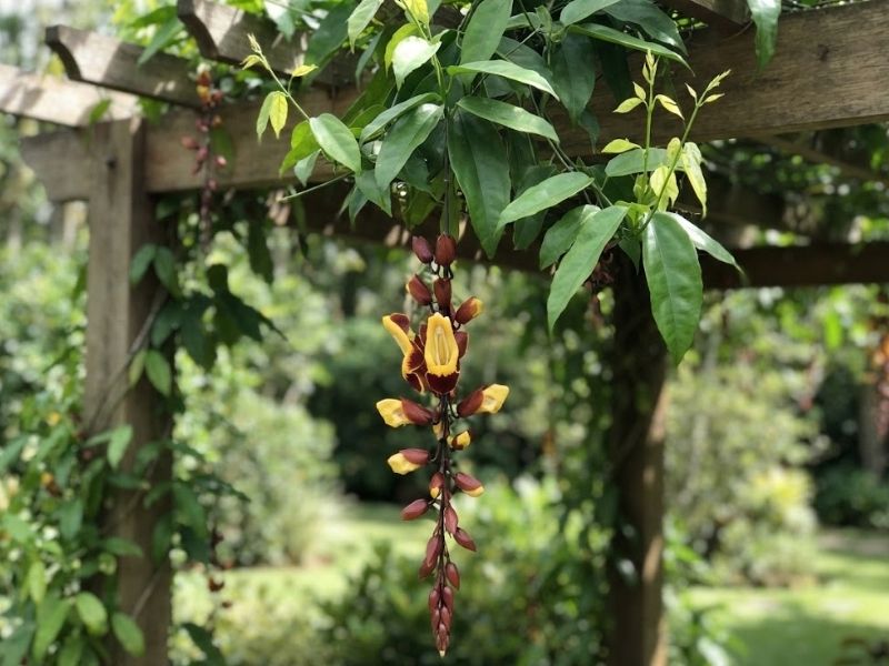 Sapatinho de judia com folhas adultas, brotações, botões e flores no mesmo pergolado