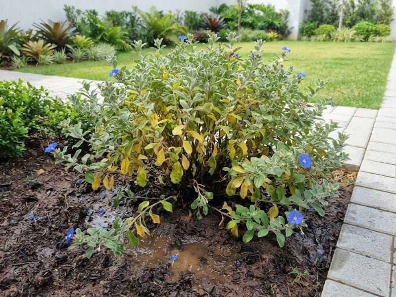 Flor azulzinha com sinais de estresse no cultivo e folhas amareladas