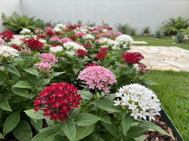 Cachos de estrela do Egito com flores rosas, vermelhas e brancas em um canteiro