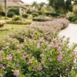 Falsa érica com pequenas flores lilás em primeiro plano e bordadura florida ao longo de caminho no jardim.