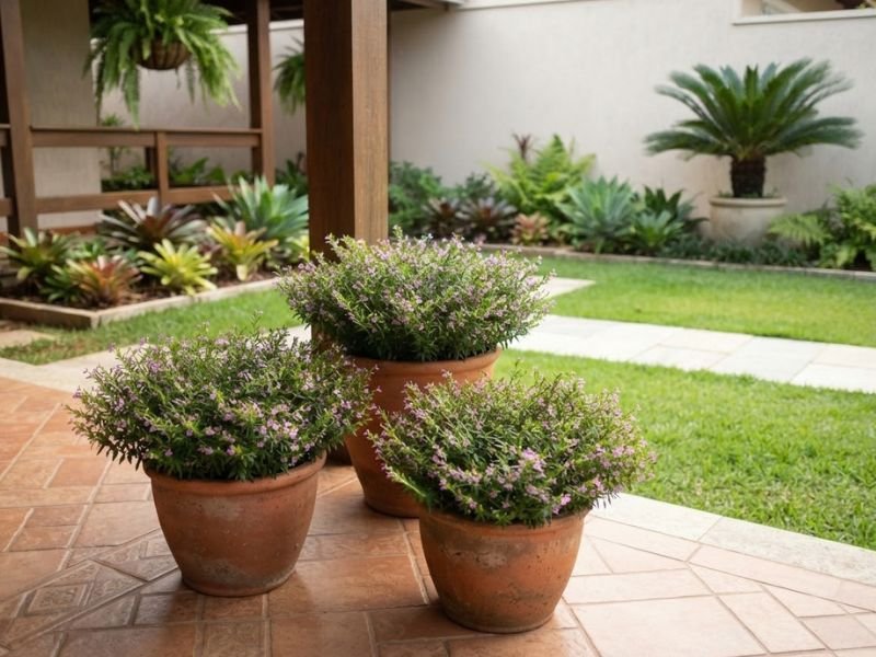 Três vasos com falsa érica compacta e florida agrupados em uma varanda voltada para o jardim.