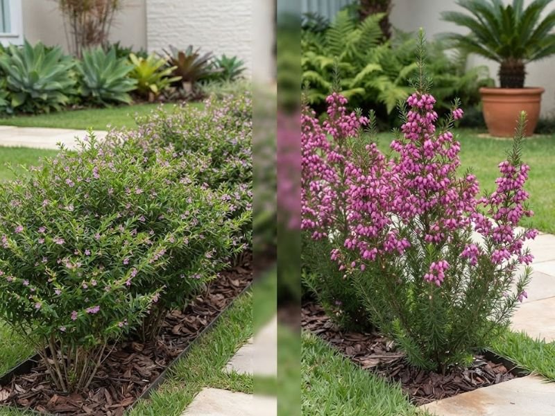 Comparação entre falsa-érica de flores pequenas lilás e Erica gracilis com flores rosadas em formato de sino.