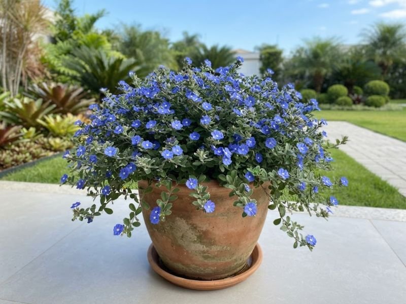 Flor azulzinha cultivada em vaso com ramos floridos caindo pelas bordas