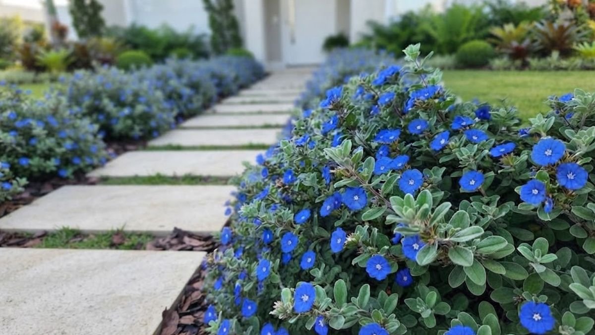 Flor azulzinha em canteiro florido ao lado de caminho em jardim residencial