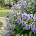 Flor borboleta azul em ramo florido de Rotheca myricoides no jardim