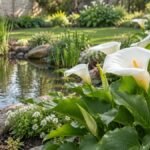 Flor copo de leite branco em primeiro plano, com várias flores e folhas verdes, cultivada na margem de um lago ornamental.