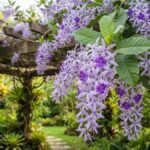Flor-de-São-Miguel com cachos violetas abundantes cobrindo um pergolado no jardim
