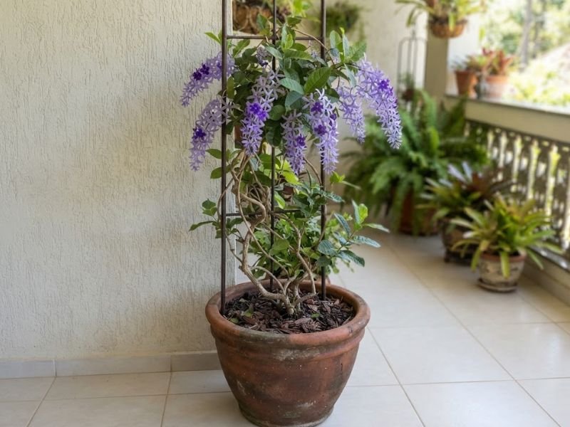 Flor-de-São-Miguel cultivada em vaso grande com ramos conduzidos por treliça