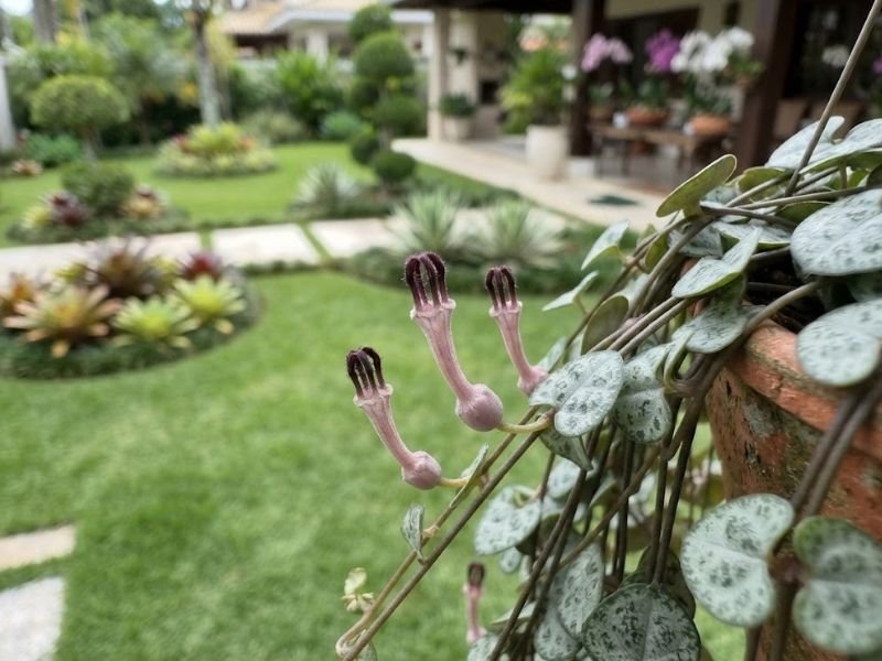 Flores tubulares do coração emaranhado surgindo entre os ramos finos da planta