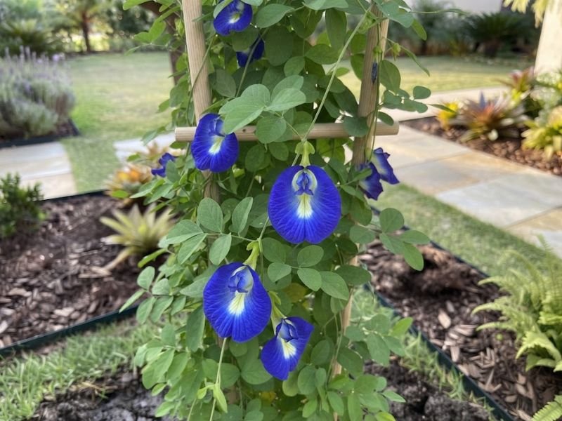 Close de flores azuis da Clitoria ternatea ainda presas à trepadeira em jardim residencial.