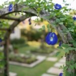 Flor fada azul crescendo em arco de madeira em jardim residencial, com flores azuis pequenas e delicadas em destaque.
