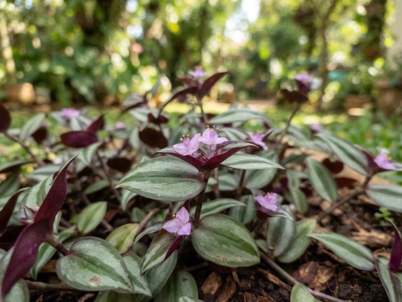 Pequenas flores rosadas do lambari roxo surgindo entre folhas listradas