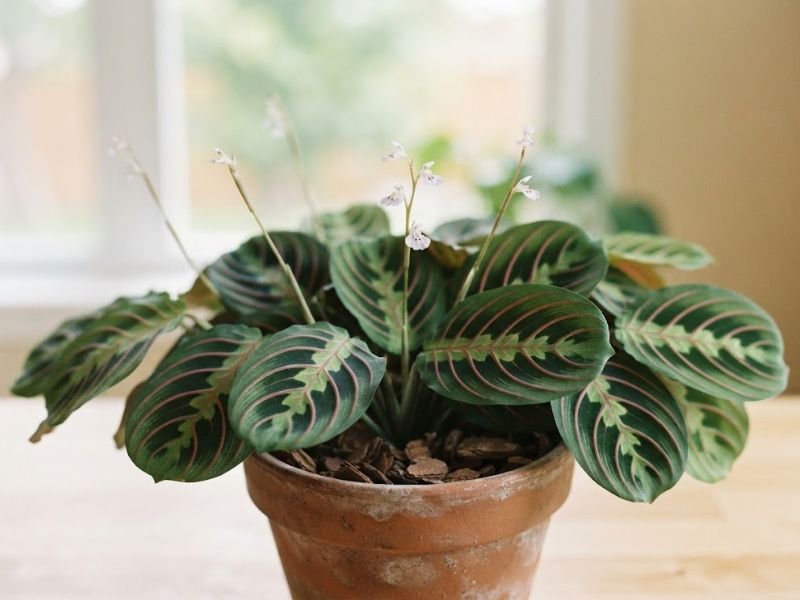 Maranta leuconeura com pequenas flores claras acima das folhas