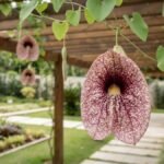 Flor papo de peru grande e pendente em destaque em pergolado de madeira, com folhas em formato de coração, botões alongados e jardim residencial bem cuidado ao fundo.