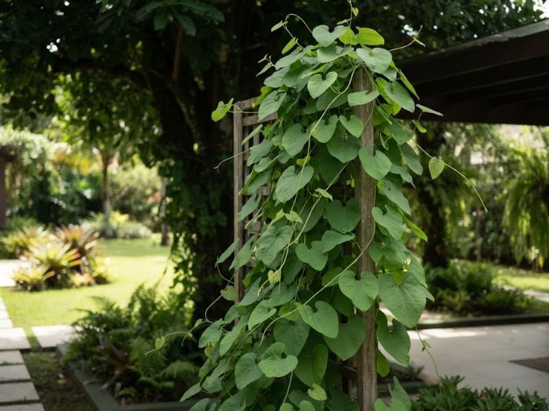Trepadeira flor papo de peru com muita folhagem verde e sem flores em área mais sombreada do jardim.