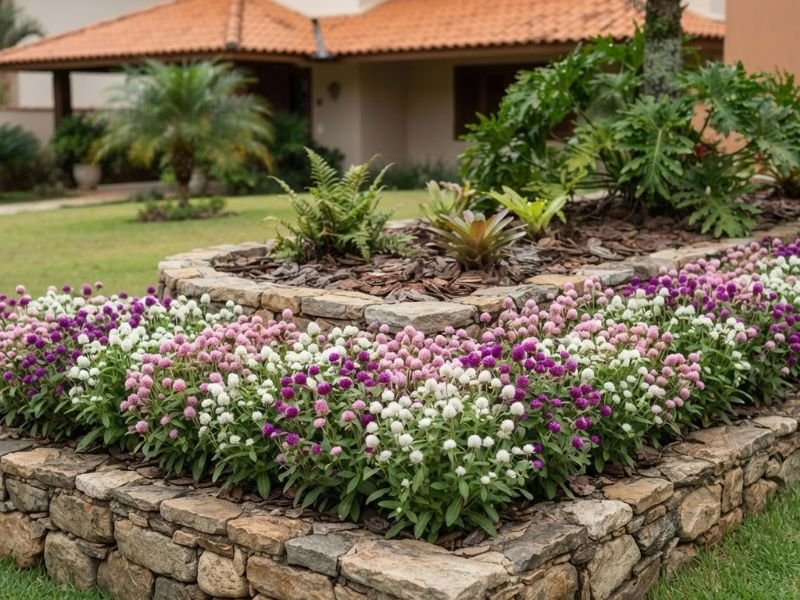 Flores perpétuas rosas, roxas e brancas formando grupo baixo em canteiro elevado
