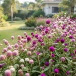 Flor perpétua em canteiro com flores roxas, rosas e brancas em jardim residencial