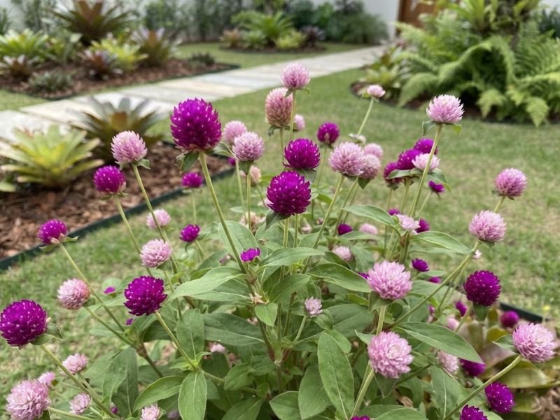 Close de flores perpétuas roxas e rosas com folhas verdes em jardim