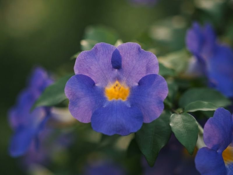 Flor azul-violeta de tumbérgia arbustiva com garganta amarela em close
