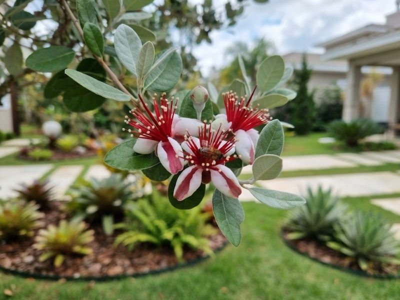 Flores de goiaba serrana com pétalas claras, estames vermelhos e polinizador