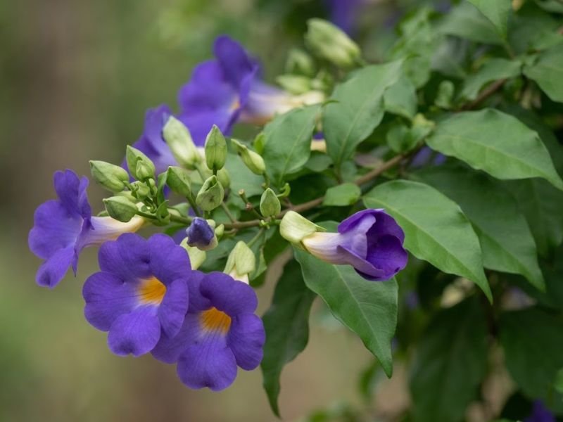 Flores abertas e botões de tumbérgia arbustiva entre folhas verdes