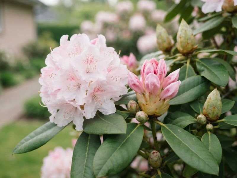 Close de flores e botões de rododendro com folhas verdes
