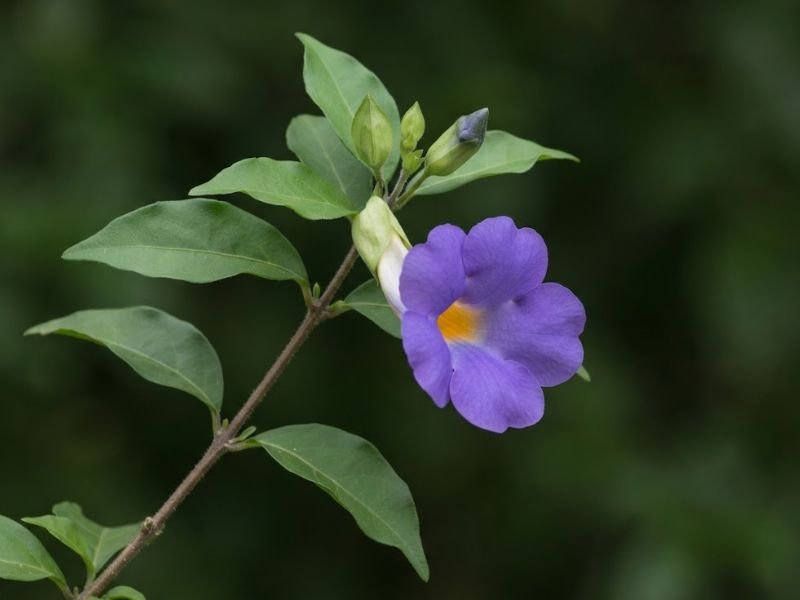 Folhas, flores violetas e botões de tumbérgia arbustiva em detalhe