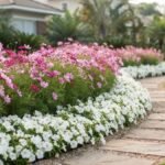 Flores para canteiros na primavera com cosmos rosas e petúnias brancas em jardim residencial
