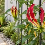 Flor da Gloriosa superba em destaque sobre treliça metálica em jardim residencial