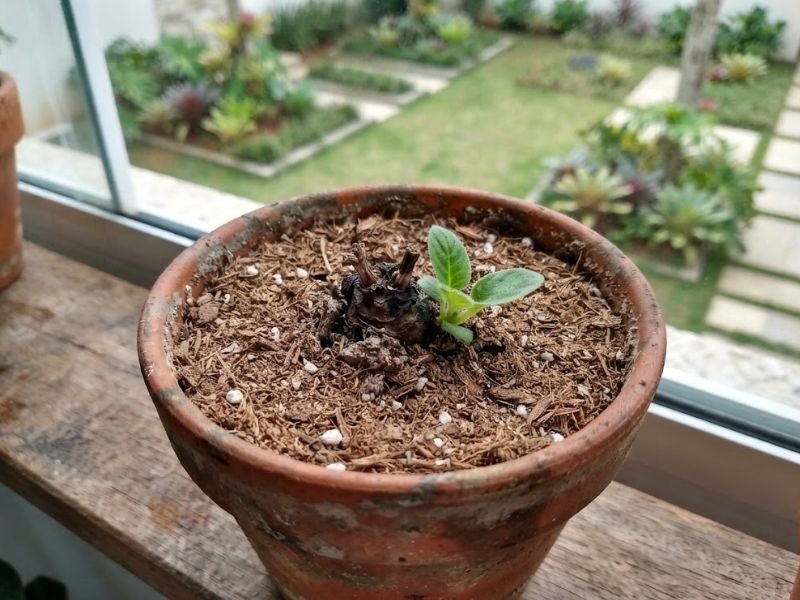 Pequena brotação de gloxínia em vaso de barro, junto a restos secos de pecíolos.