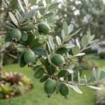 Goiaba serrana com frutos verdes em ramo de folhas verde-escuras e prateadas no jardim