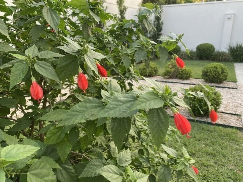 Arbusto de hibisco colibri cultivado em canteiro, com folhagem verde e flores vermelhas pendentes.