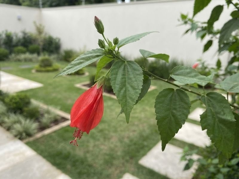 Flor vermelha pendente de hibisco colibri acompanhada de folhas verdes e botões florais em um ramo.