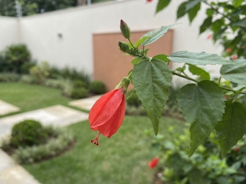 Flor vermelha de hibisco colibri em destaque, mostrando as pétalas alongadas e a coluna estaminal.