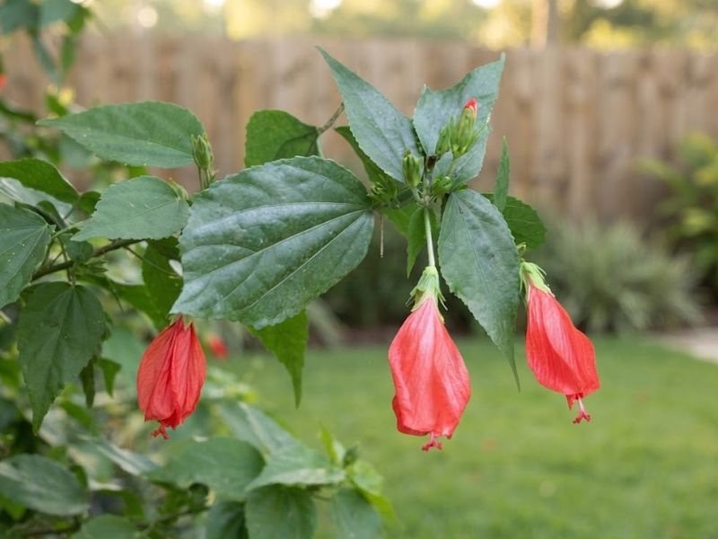 Ramo de hibisco colibri com flores vermelhas pendentes e botões florais em desenvolvimento.