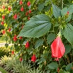 Hibisco colibri com duas flores vermelhas pendentes e folhas verdes em destaque, cultivado em jardim residencial.