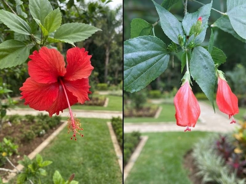 Comparação entre hibisco comum de flores vermelhas abertas e hibisco colibri de flores alongadas e pendentes.