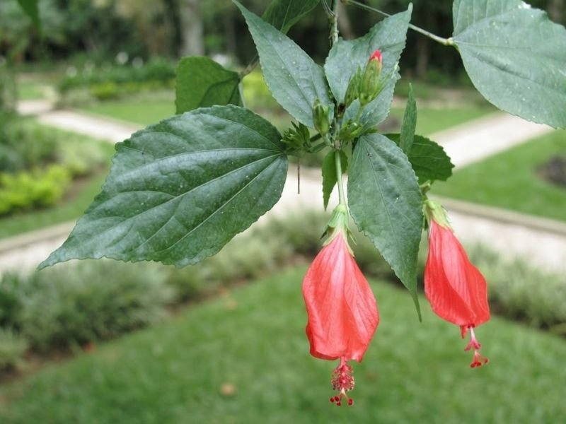 Duas flores vermelhas pendentes de hibisco colibri acompanhadas de folhas verdes com margens serrilhadas.