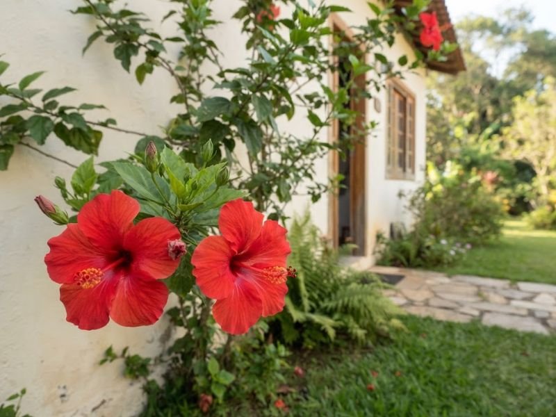 Flores vermelhas de hibisco em primeiro plano junto a casa brasileira e jardim.