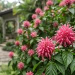 Justicia carnea florida com grandes plumas rosadas em jardim residencial