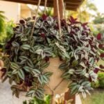 Lambari roxo cheio em vaso pendente na varanda com folhas verdes, prateadas e roxas