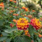 Lantana camara com flores amarelas, laranjas e rosadas em destaque no jardim
