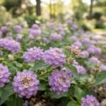 Lantana rasteira com flores lilases em destaque no jardim