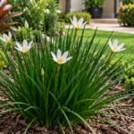 Lírio do vento branco com flores abertas, centros amarelos e folhas estreitas verde-escuras em um jardim residencial.