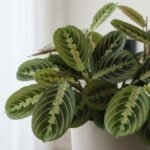 Maranta leuconeura com folhas verdes e nervuras avermelhadas em ambiente interno claro