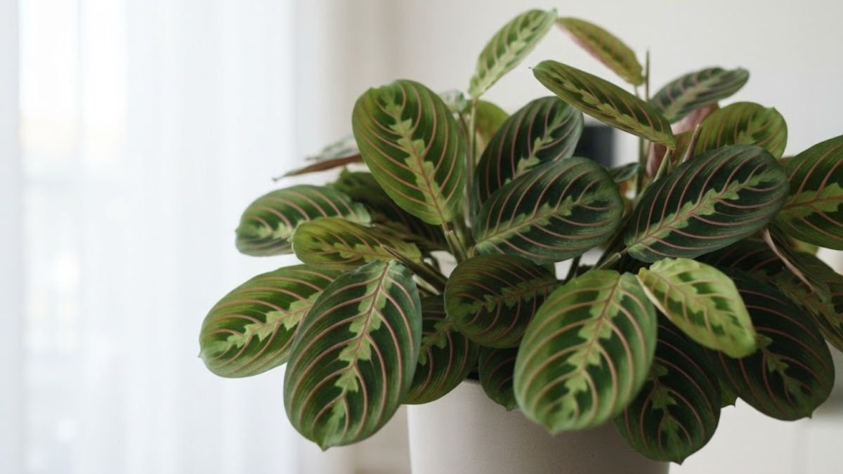 Maranta leuconeura com folhas verdes e nervuras avermelhadas em ambiente interno claro
