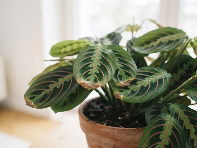 Folhas de maranta leuconeura com pequenas pontas marrons e ressecadas