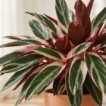 Maranta tricolor com folhas variegadas em verde, creme, rosa e vinho dentro de casa